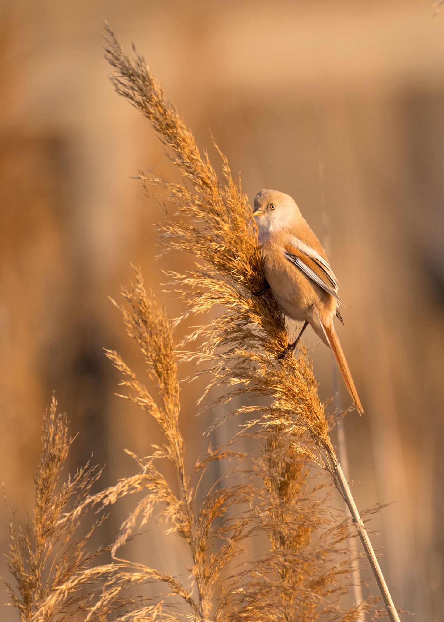 Bartmeise Weibchen  (Panurus biarmicus)